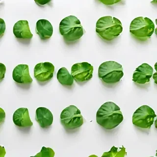 green on white background
