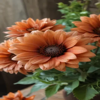 aesthetic brown flowers
