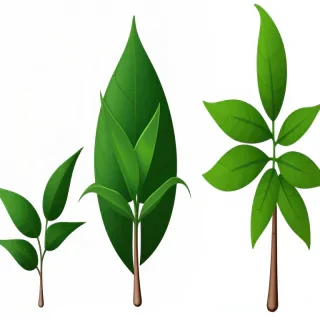 plant png clipart