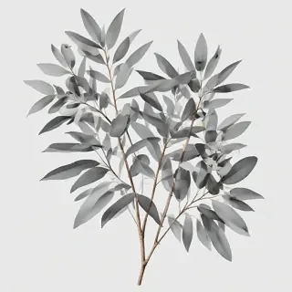 eucalyptus clipart black and white