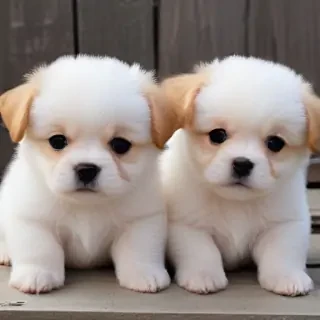 cute dogs