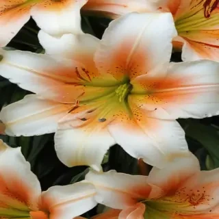 lily flower