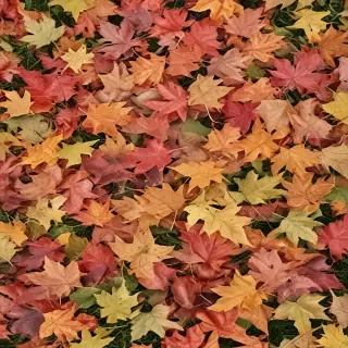fall leaves