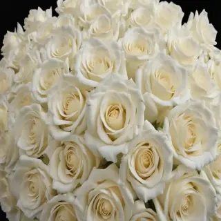 white roses png