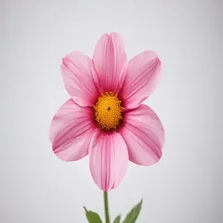 flower on white background