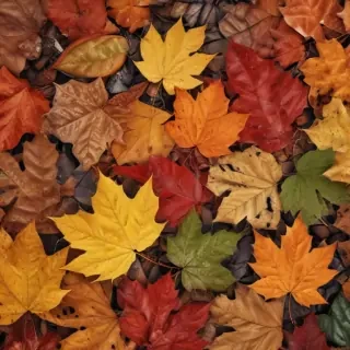 autumn leaves iphone wallpaper