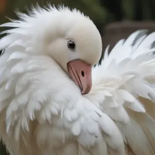 preening