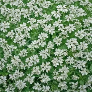 green and white backgrounds