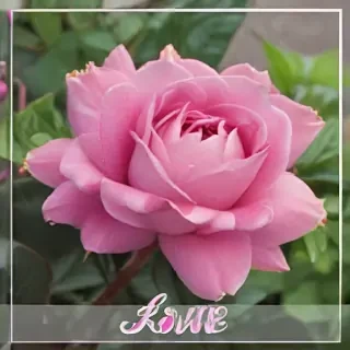 hello june images