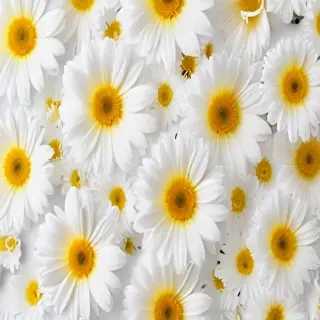 flower white background