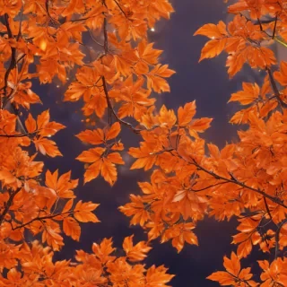 pretty orange backgrounds