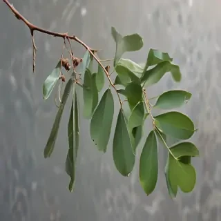 transparent eucalyptus