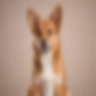 dog backround