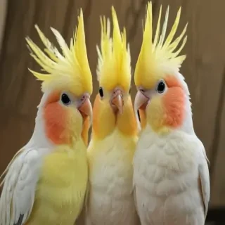cockatiels