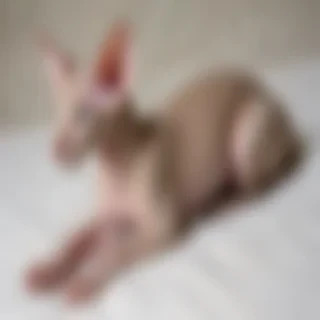 peterbald breed