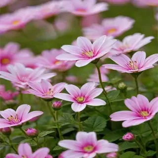pretty flowers