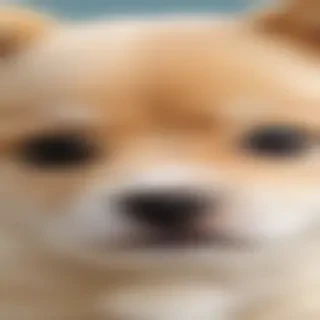 cute dog iphone wallpaper