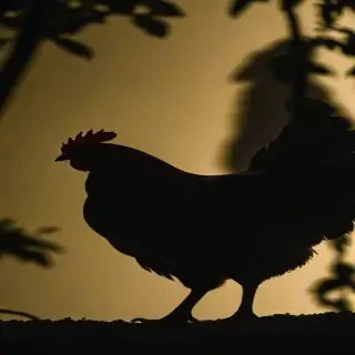 silhouette of a chicken