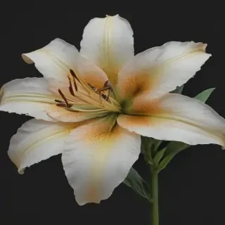 lily flower png