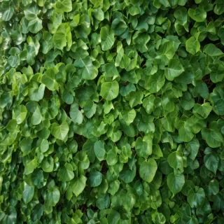 background green leaves