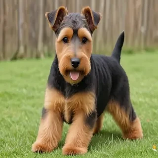 welsh terrier dog breed