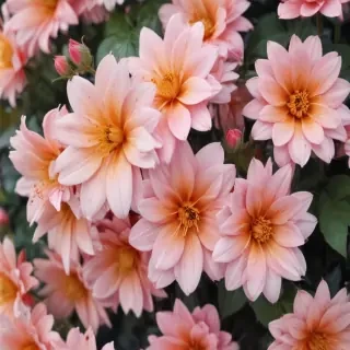 cute aesthetic flower wallpaper