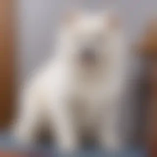 xiasi dog breed
