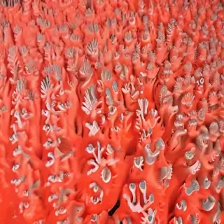 coral color