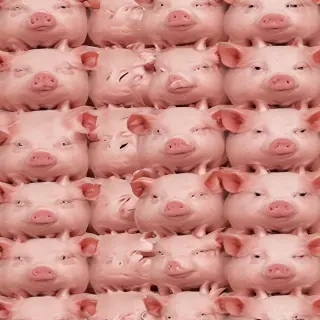 pig background