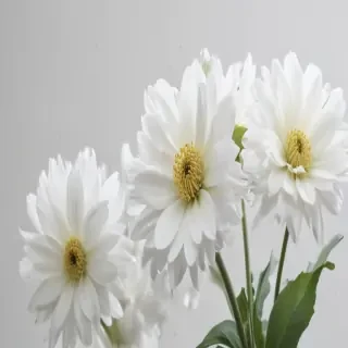 flower white background
