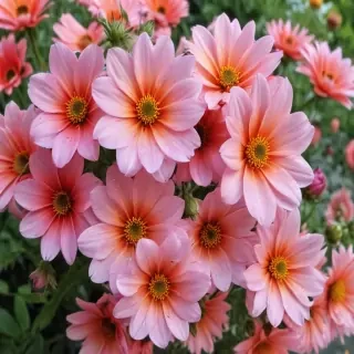 summer flowers wallpaper iphone