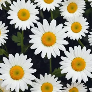 daisy background wallpaper