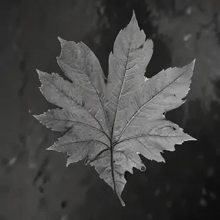 leaf in black and white