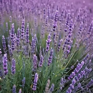 lavender wallpaper