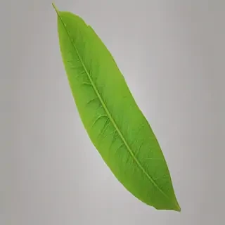 green leaf png