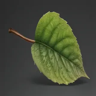 leaf transparent background