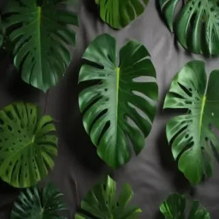 monstera background