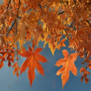 autumn leaves png