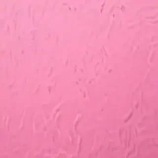 pink zoom backgrounds