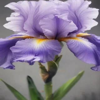 iris flower