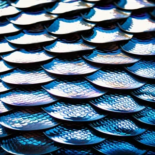 fish scales