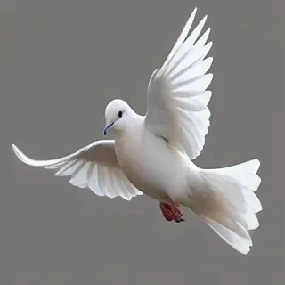 dove png