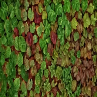 leaf backgrounds