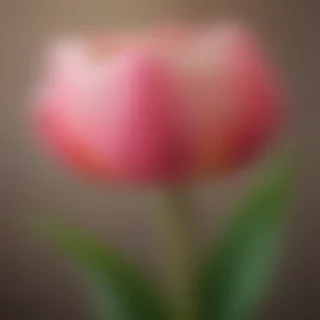 tulip flower