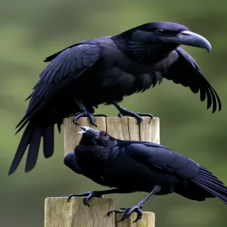 raven bird
