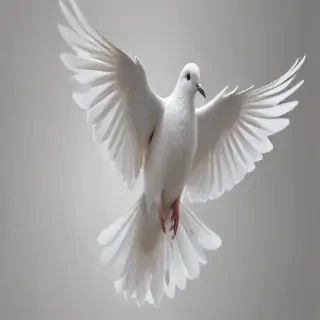 dove png