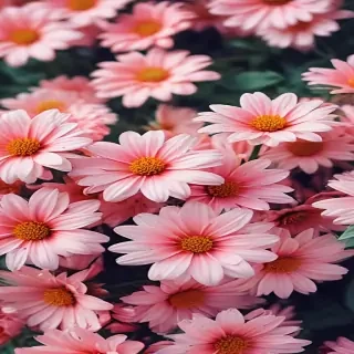 cute flower wallpapers
