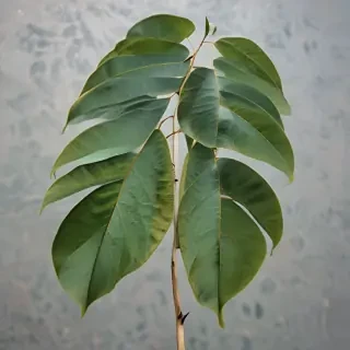 transparent eucalyptus