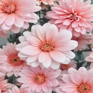 pastel aesthetic flower wallpaper