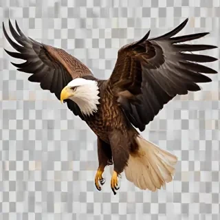 eagle fly png